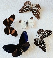  Butterfly Collection Set x5
