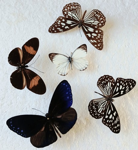 Butterfly collection set x5 - butterfly,