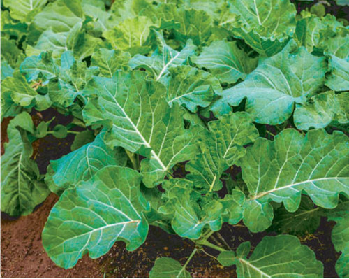 Zimbabwe kale covo - zimbabwe,