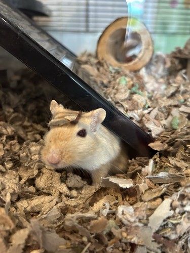 Pawhut gerbil glass tank with - gerbil,