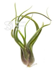 Tillandsia caput medusae Live