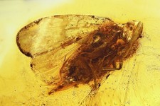 Planthopper Cicadina. Fossil