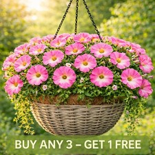 F1 Petunia Seeds | Quinto Pink