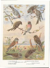 Redpoll Arctic Greenland Mealy