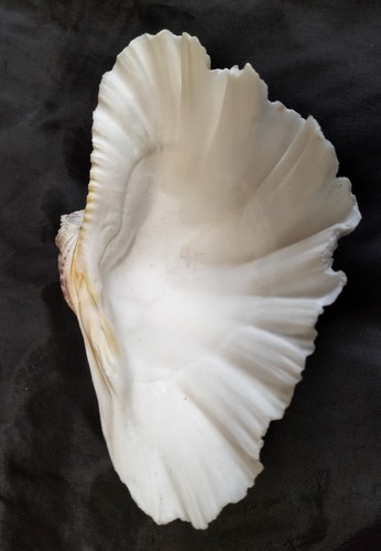 Vintage clam shell - clam,