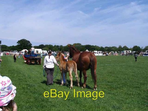 Photo 6x4 suffolk punch and - 6x4,