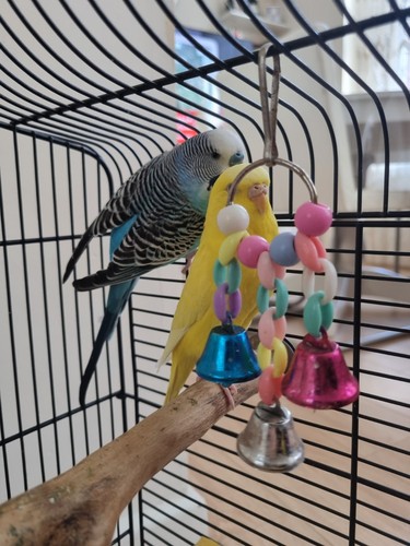 Tow budgies male - and, female