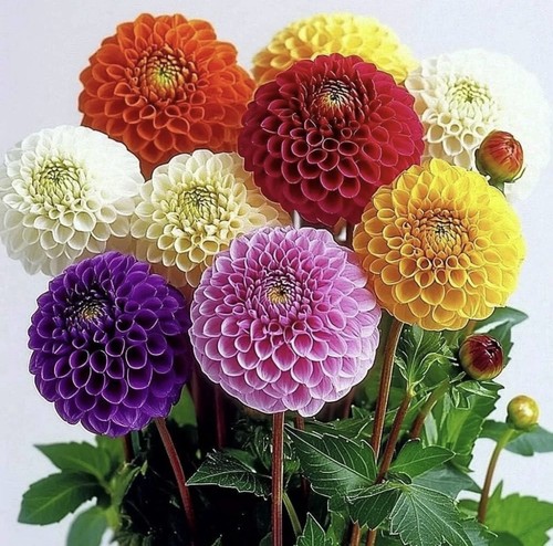 Dahlia pom - pom, lucky