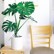 100 Monstera Deliciosa Swiss