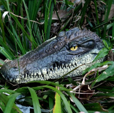 Floating Crocodile Head