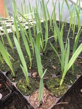 Babington's leek - fantastic