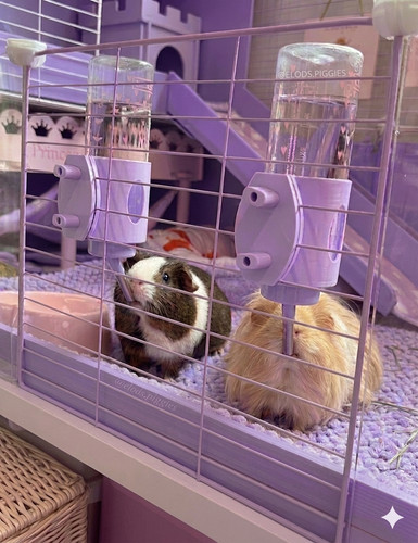 Guinea pig rabbit water - guinea,