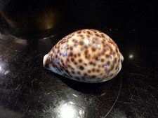 Tiger Cowrie Shell 3.5" | Natural Cypraea tigris | Beach Decor EXCELLENT
