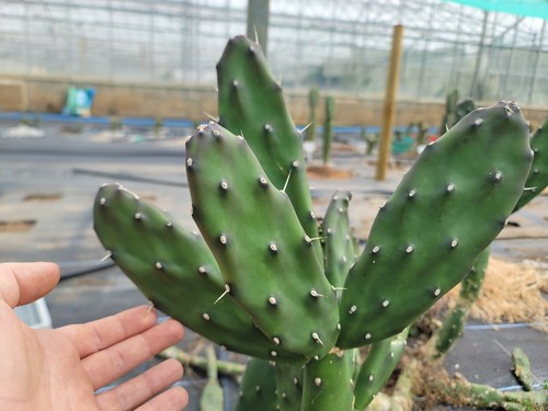 Large opuntia elatta cuttings - elatta,