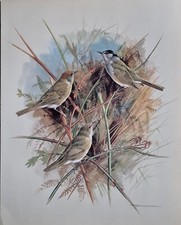 SALE! Vintage bird book plate