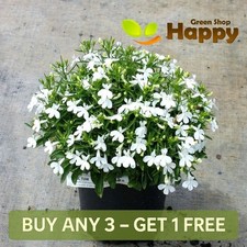 LOBELIA - WHITE LADY - 7000
