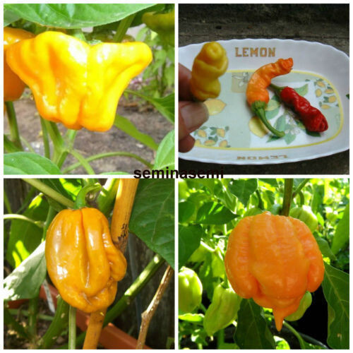 Chili pepper seeds 4 - chili, in