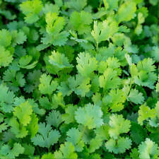 Coriander Herb Seeds FAST GROWING Indoor Outdoor Plant Cilantro Plain Flat Leaf