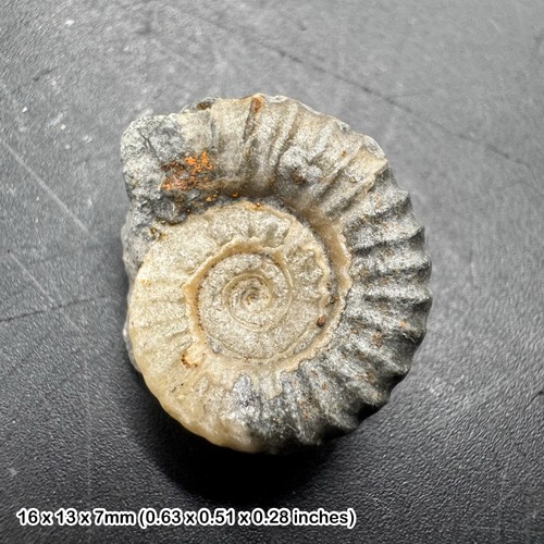 Charmouth promicroceras - charmouth,