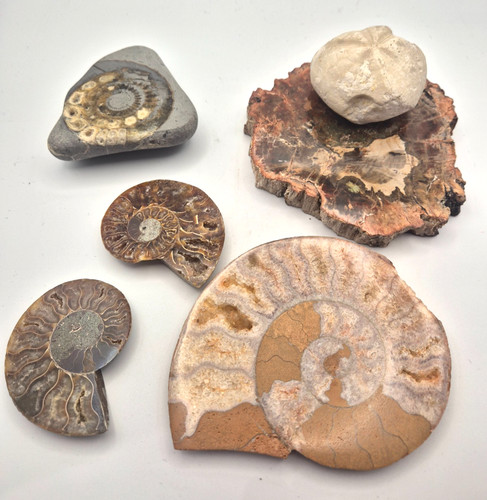 Collection fossils to - collection, of