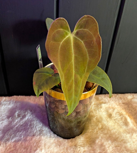 Anthurium dark phoenix fort - x,