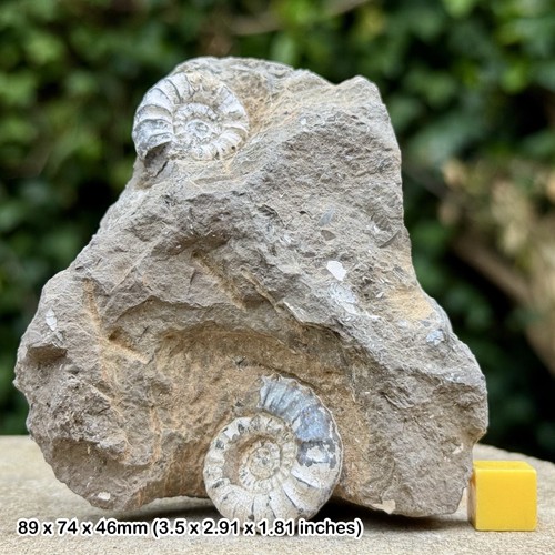Androgynoceras fossil ammonite - androgynoceras,