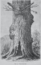 c1872 Antique Figuier Print TRUNK OF AN OAK TREE The Vegetable World