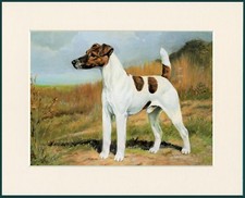 SMOOTH FOX TERRIER DOG GREAT