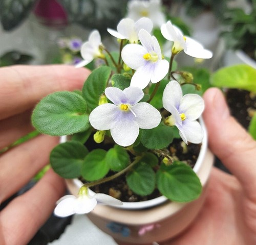 Collectible african violet - african, violet|