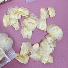 Welwitschia mirabilis