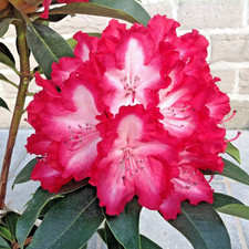 Rhododendron lumie 4ltr - lumie, pot