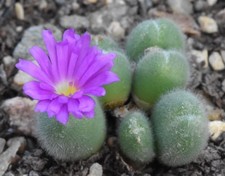 Conophytum mirabile (Type