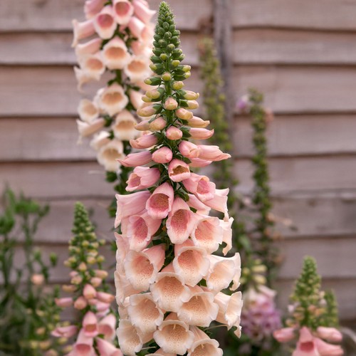 Digitalis peach foxglove plant - peach,