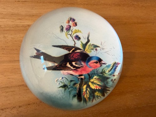 Chaffinch and pretty garden - chaffinch,