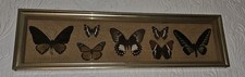 Set mixed butterflies - mixed,