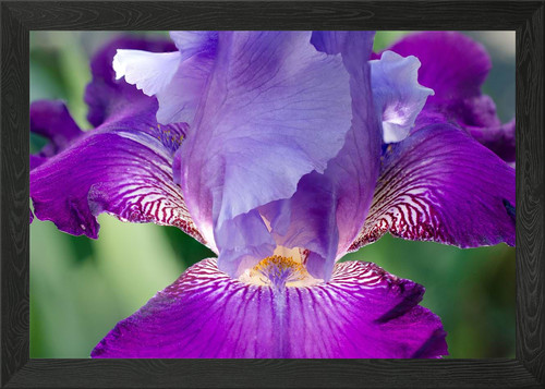 Glowing japanese iris framed - glowing,