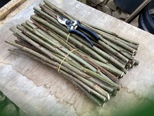 20 Thick large 45cm Hybrid