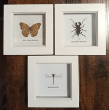 Real Framed Insects Set In 3 Separate White Wood Frames Taxidermy/Entomology New