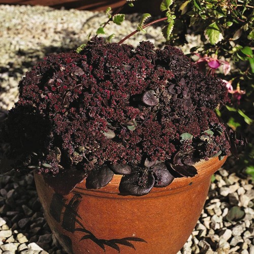 Sedum seeds perennial garden - sedum,