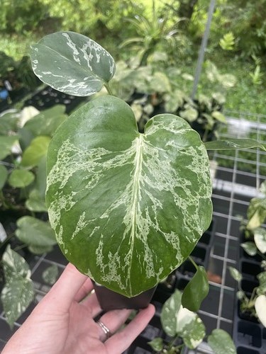 Monstera bulbasaur variegated - monstera,