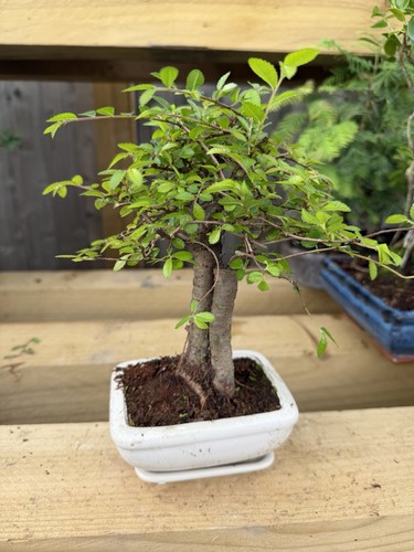Ulmus bonsai tree - bonsai, broadleaf