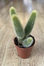 Cleistocactus Winteri 'Golden