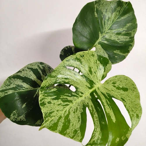 Monstera vietciosa variegated - vietciosa,