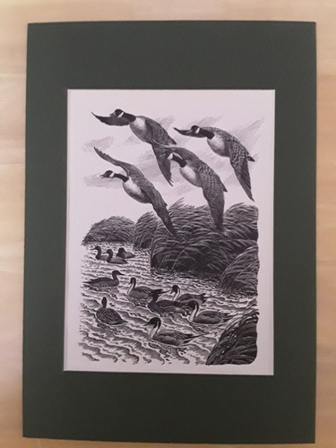 Charles tunnicliffe artist - artist,