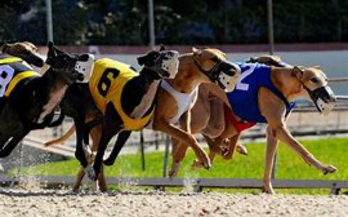 Greyhound global racing system - racing,