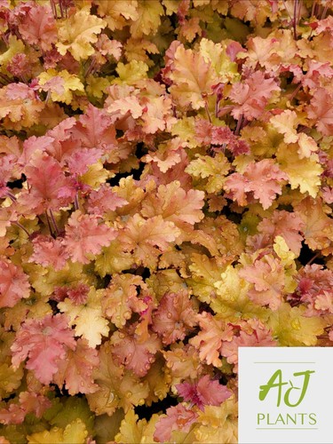Heuchera marmalade alum root - marmalade,