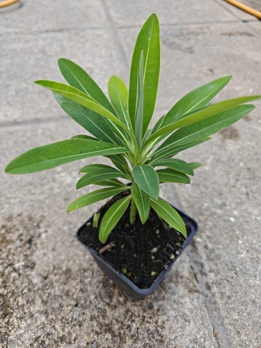 Euphorbia mellifera honey - mellifera,