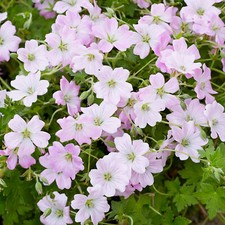 Geranium Dreamland Hardy