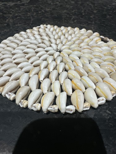 Vintage cowrie sea shell - sea,
