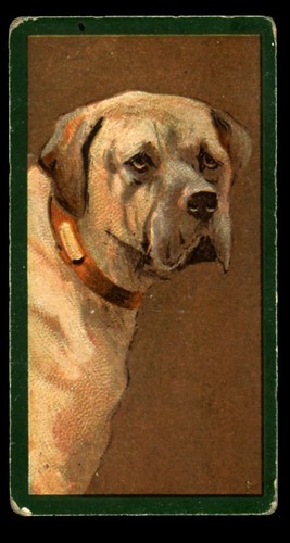 Mastiff old english - old, dog